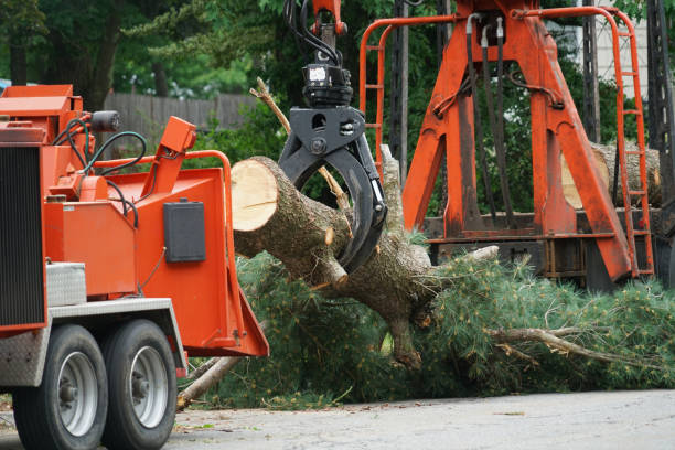 Tree Health Inspection in Greilickville, MI